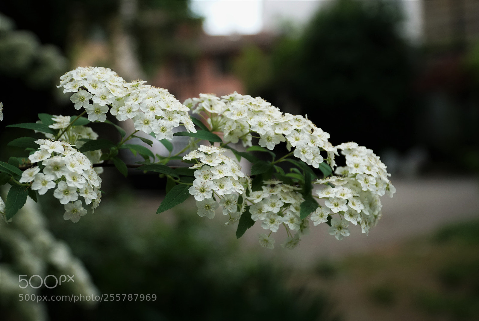 Sony a6500 sample photo. Crataegus monogyna photography