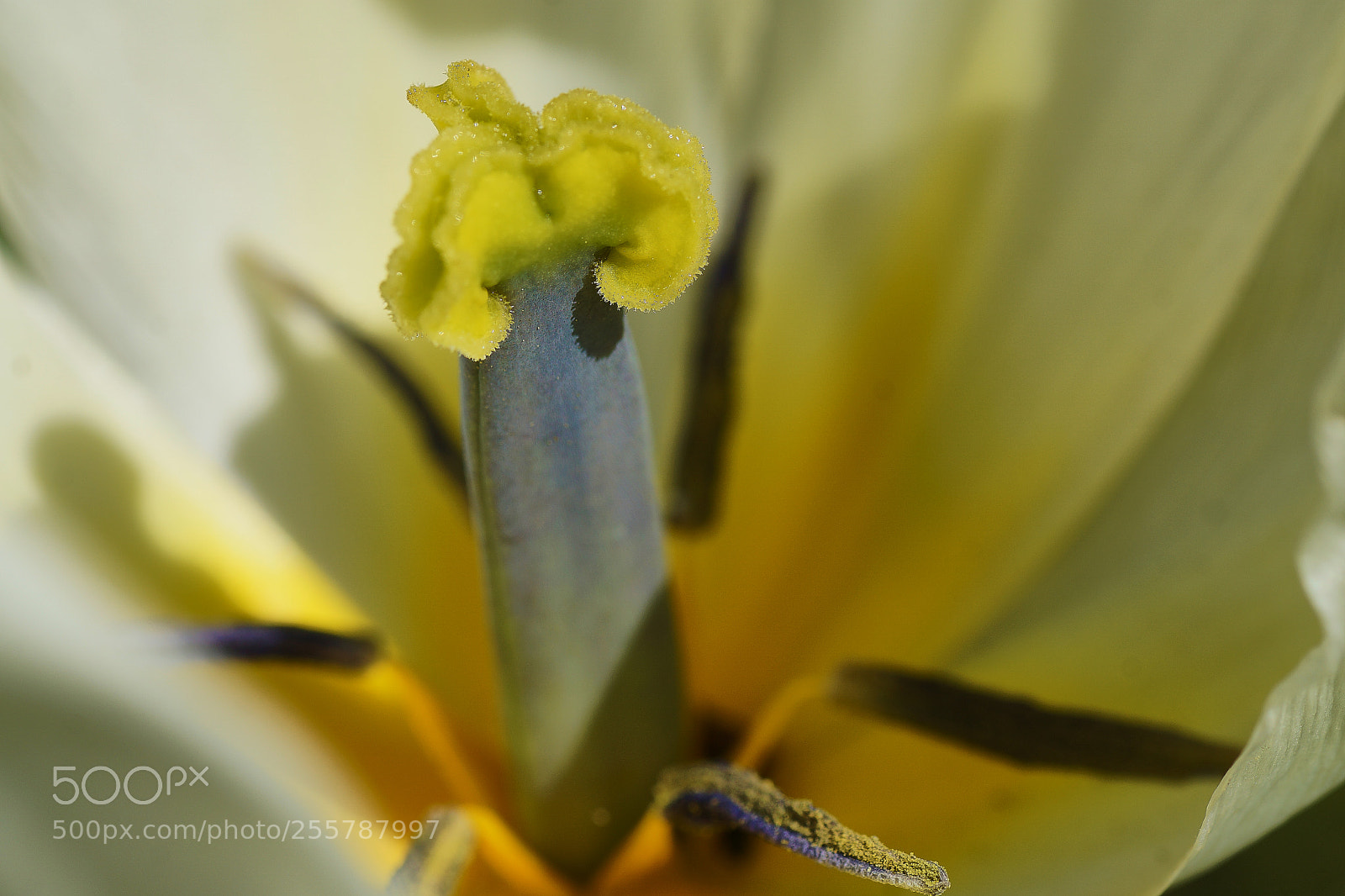 Sony ILCA-77M2 sample photo. Procreation photography
