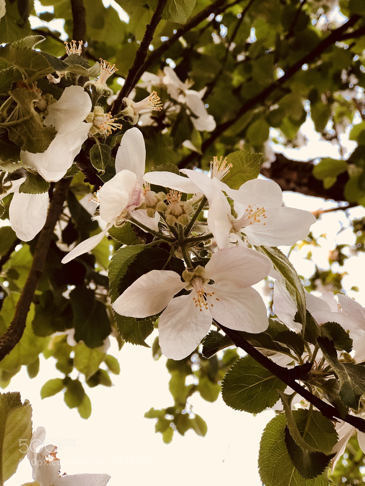 Apple iPhone 8 Plus sample photo. Blütenmeer... photography