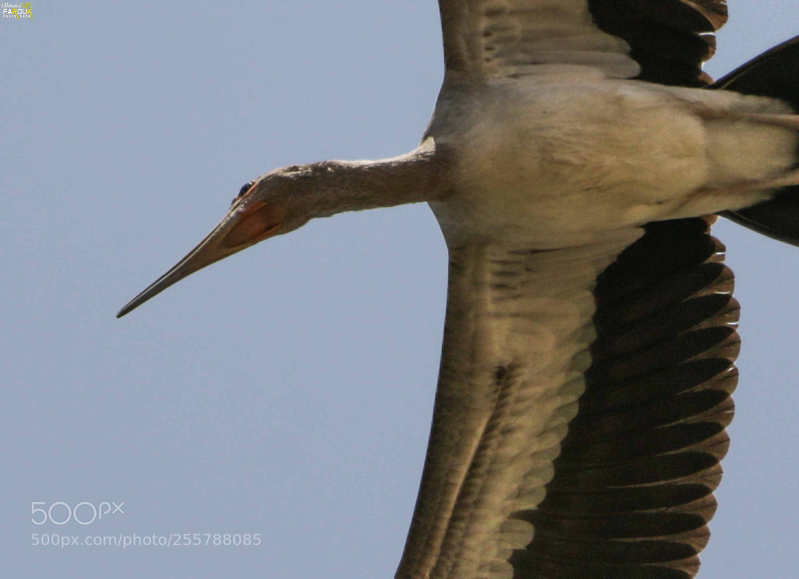Canon EOS 70D sample photo. Yellow-billed stork photography