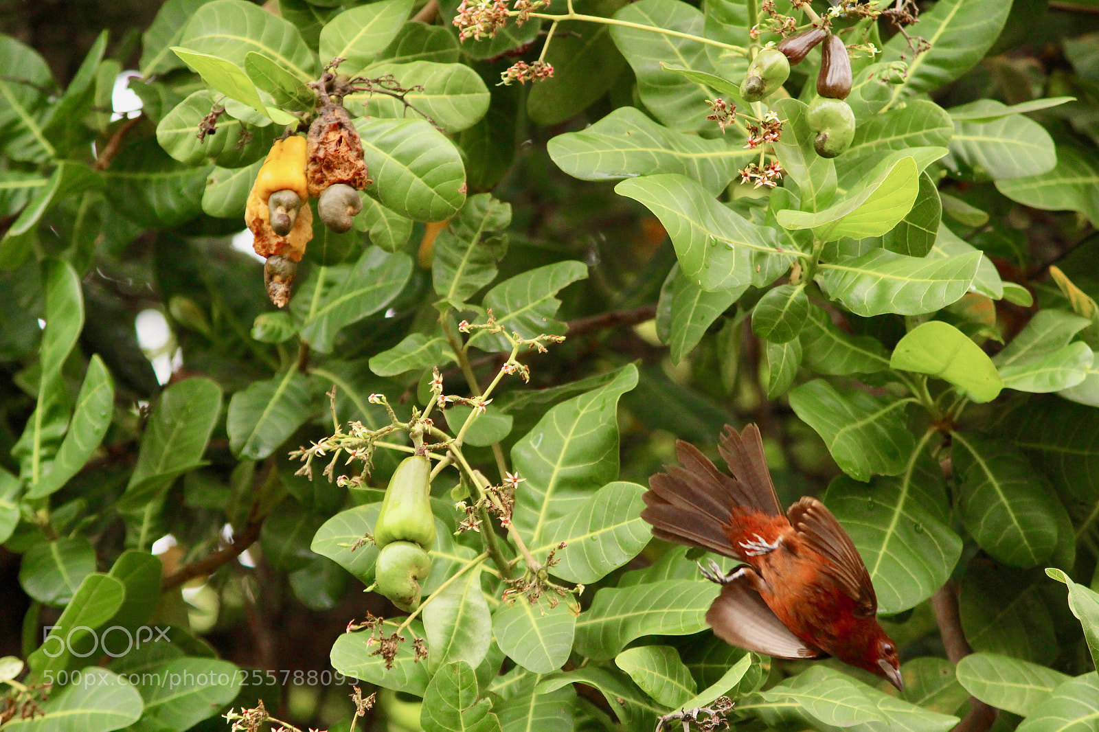 Canon EOS 700D (EOS Rebel T5i / EOS Kiss X7i) sample photo. The red flying... photography