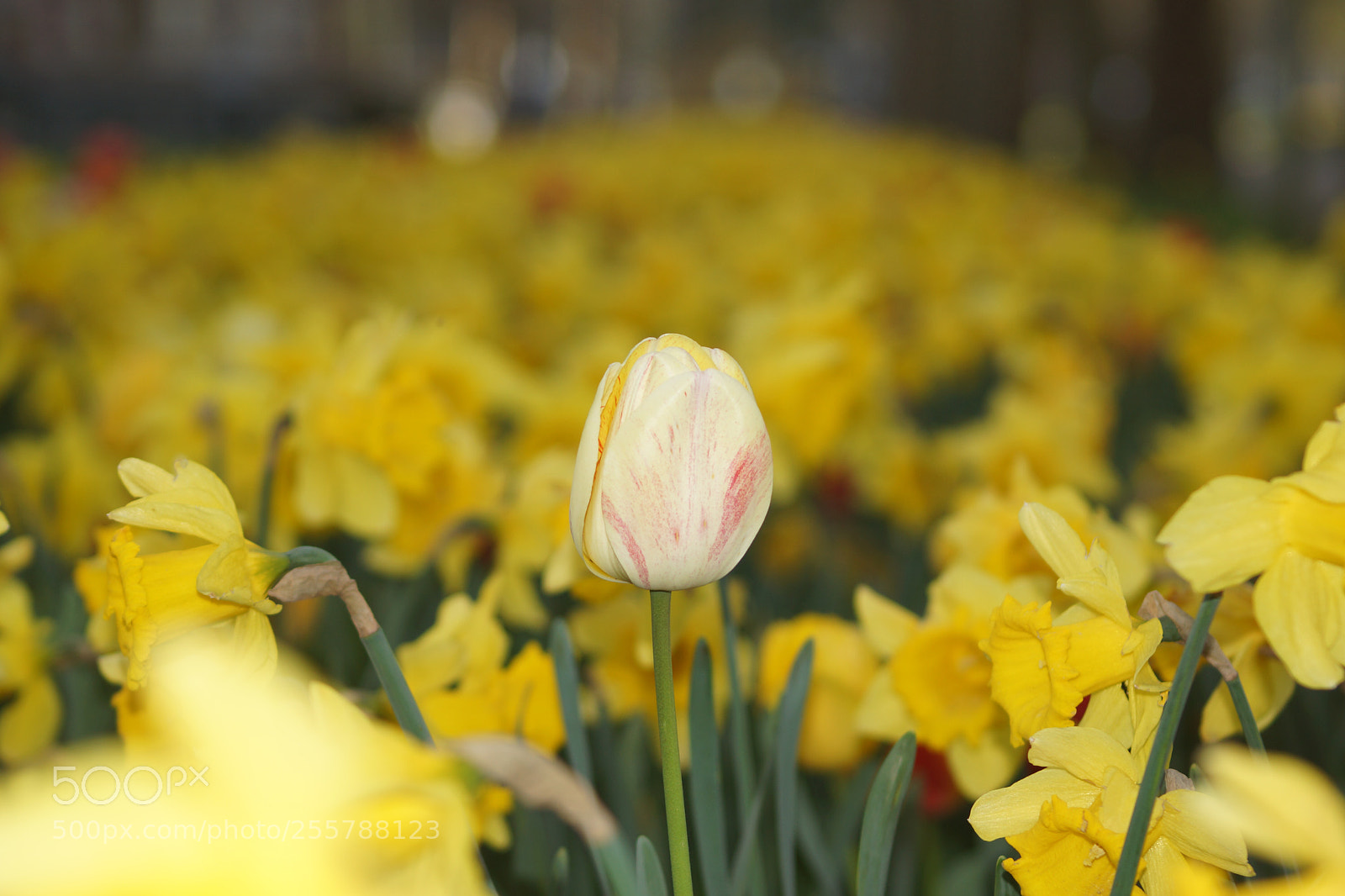 Sony SLT-A77 sample photo. Untitled photography