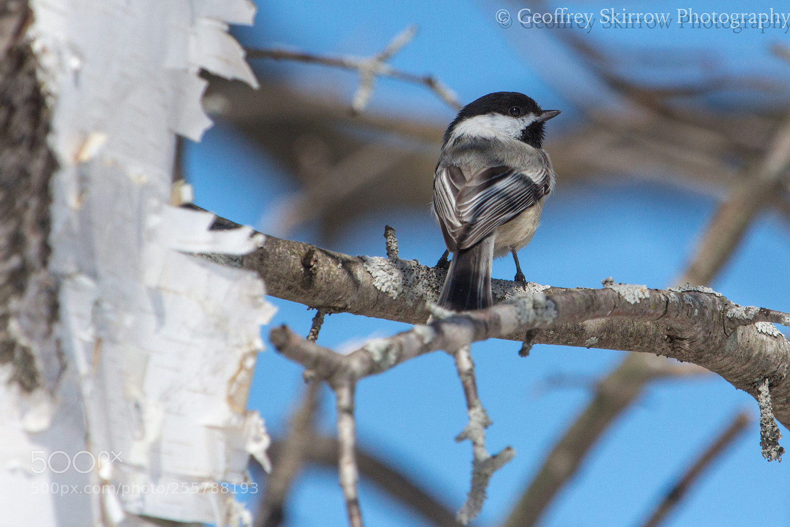 Canon EOS 650D (EOS Rebel T4i / EOS Kiss X6i) sample photo. Black-capped chickadee photography