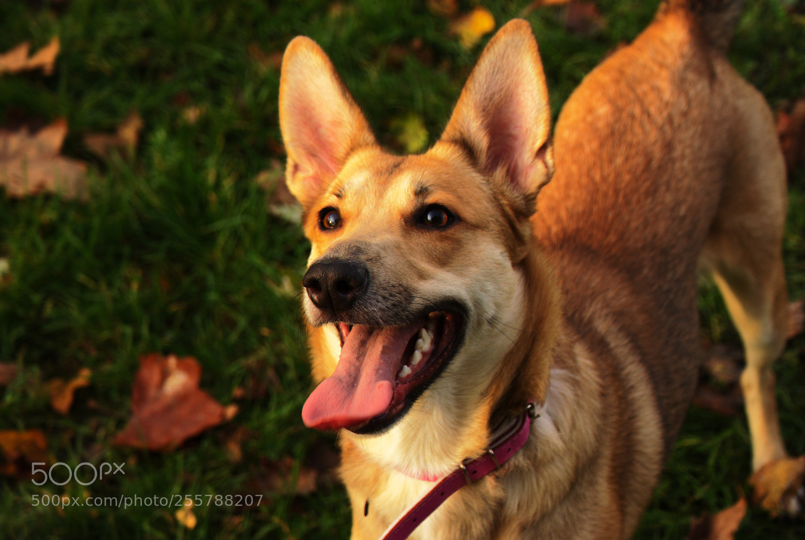 Sony Alpha DSLR-A200 sample photo. Dog photography
