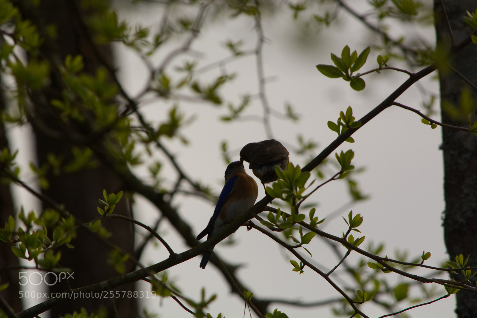 Nikon D7100 sample photo. Love photography
