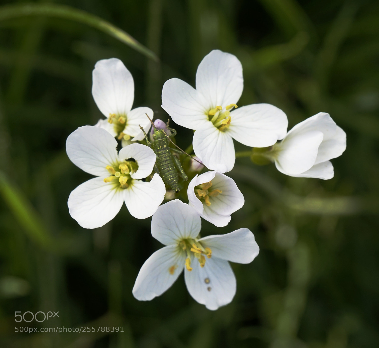 Sony Alpha a5000 (ILCE 5000) sample photo. Flower with insect photography