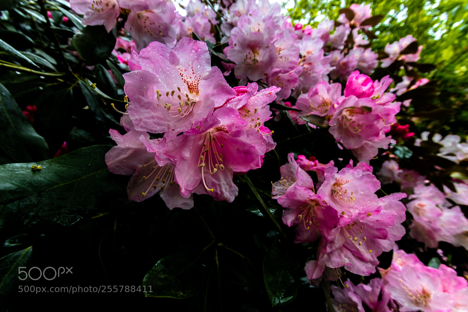 Canon EOS 80D sample photo. Pink flowers at the photography