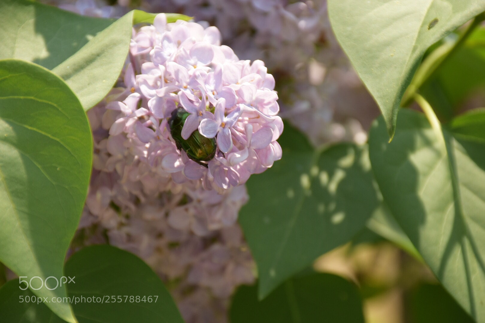 Nikon D7200 sample photo. Untitled photography