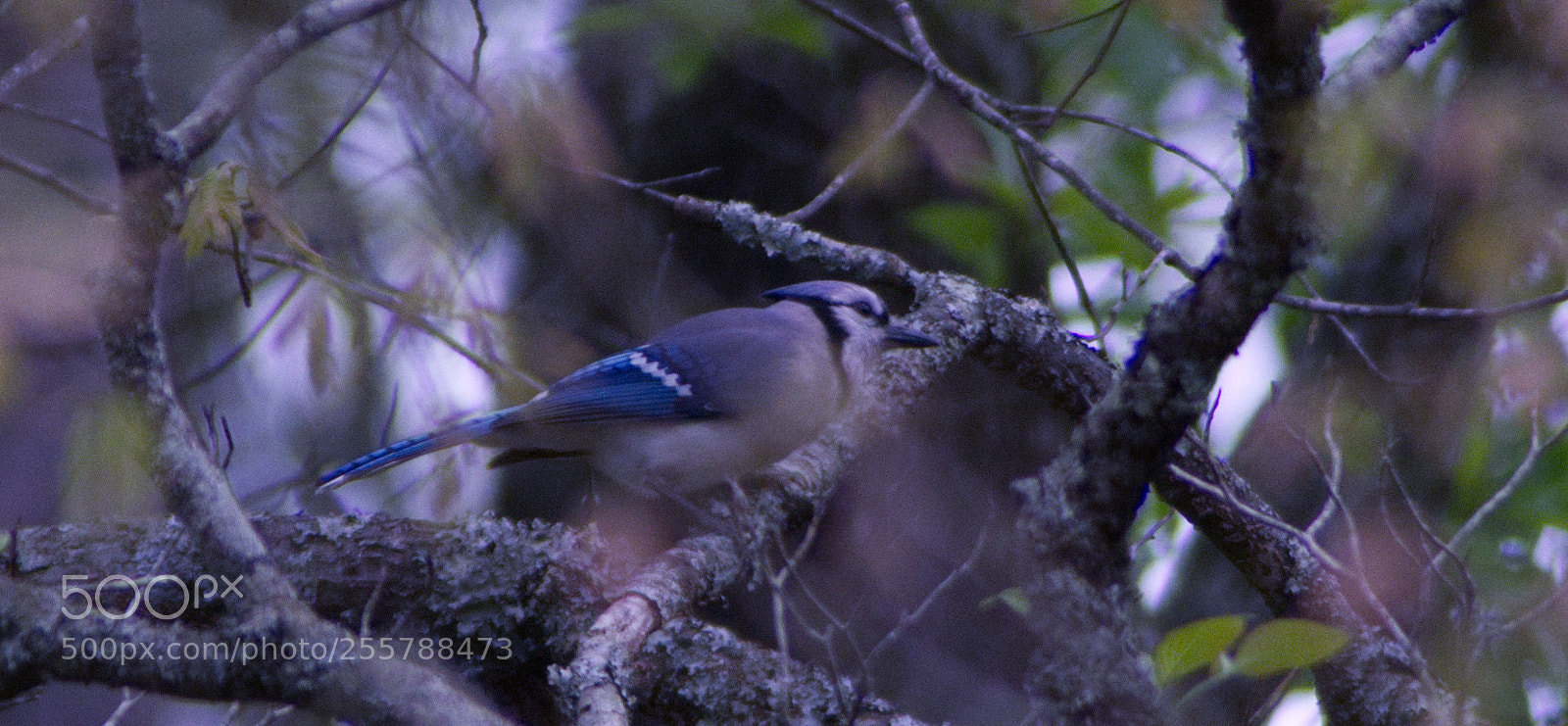 Nikon D7100 sample photo. Blue jay photography