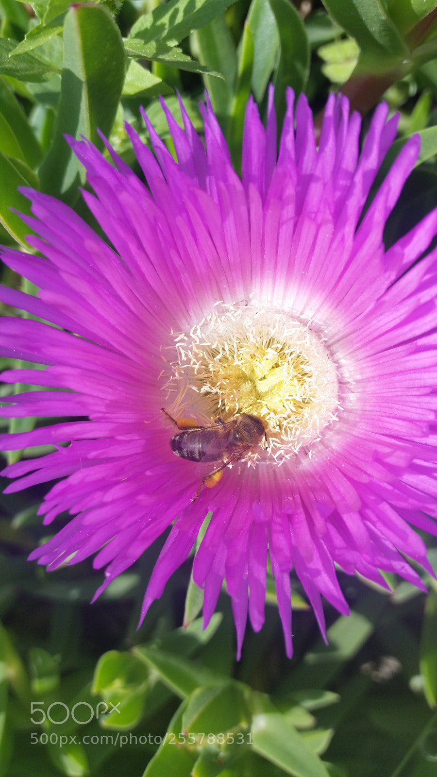 Samsung Galaxy S5 sample photo. Flowers+ in 500px.com photography