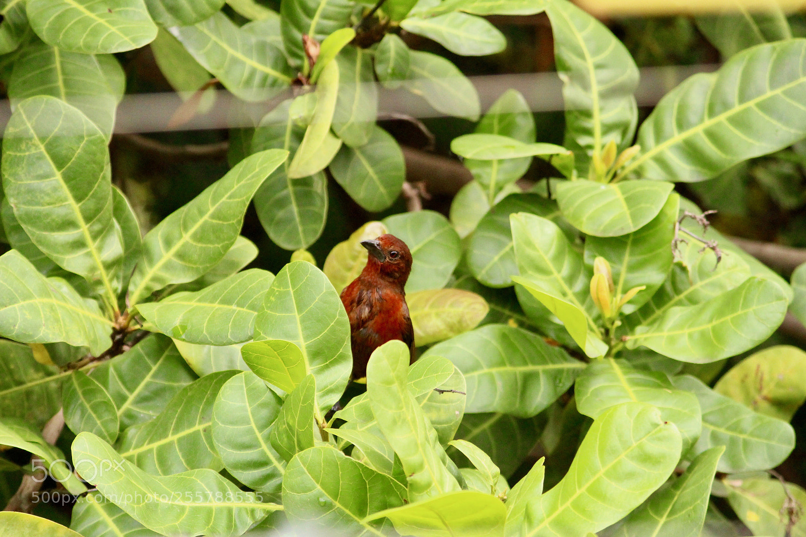 Canon EOS 700D (EOS Rebel T5i / EOS Kiss X7i) sample photo. Look.. i am here... photography