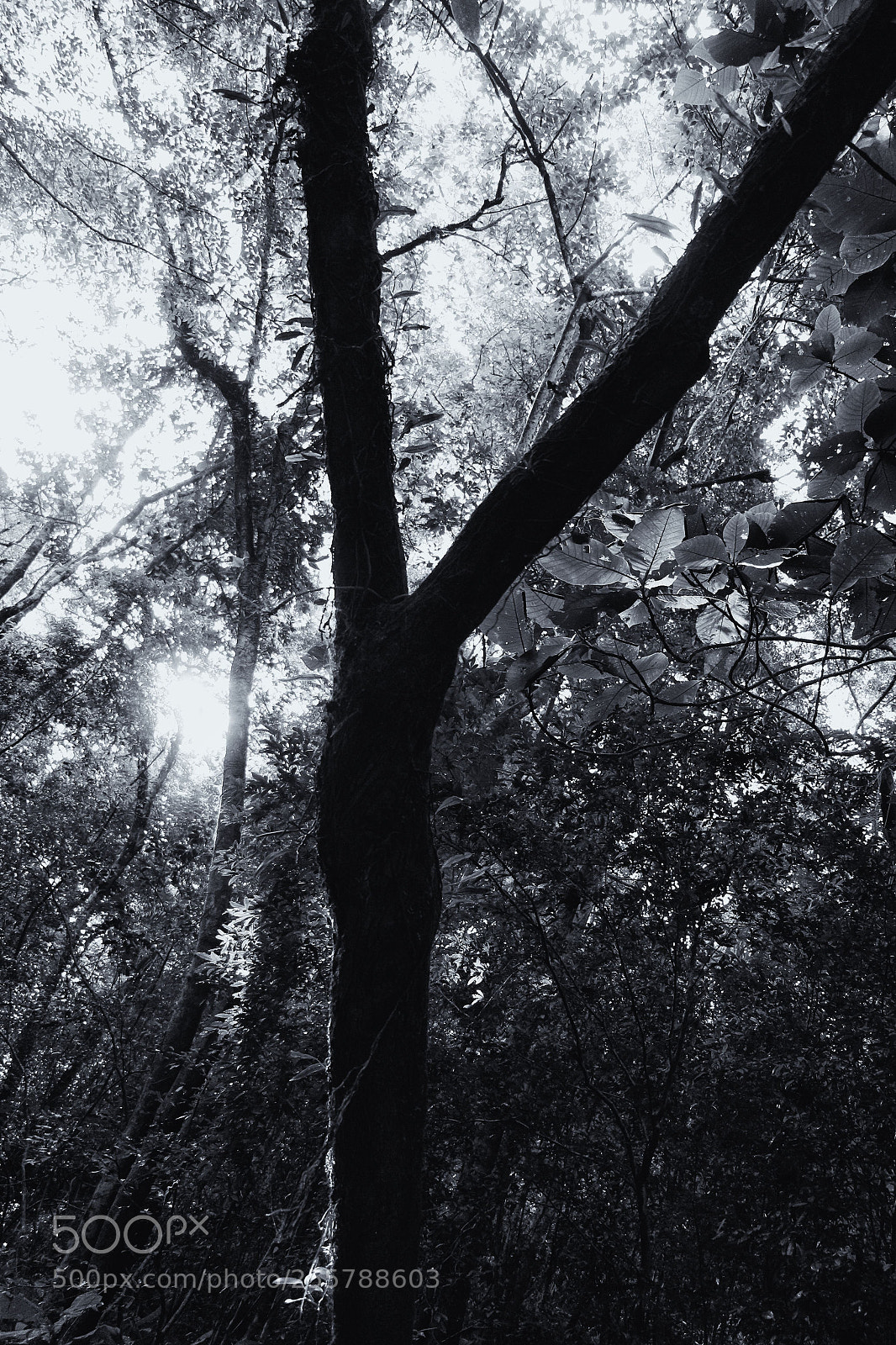 Canon EOS 700D (EOS Rebel T5i / EOS Kiss X7i) sample photo. Leaves and light photography