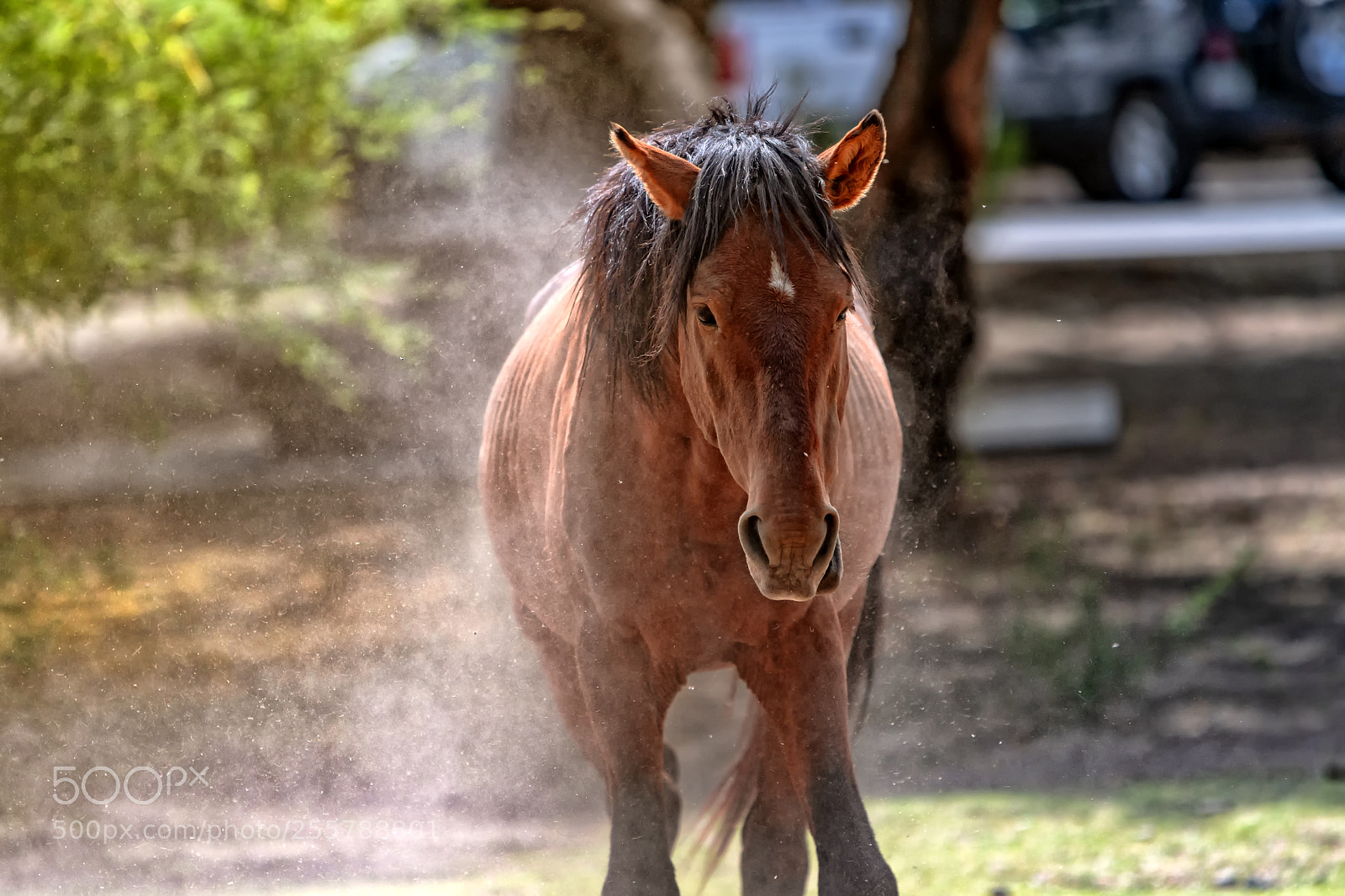 Nikon D500 sample photo. Dust bath... photography