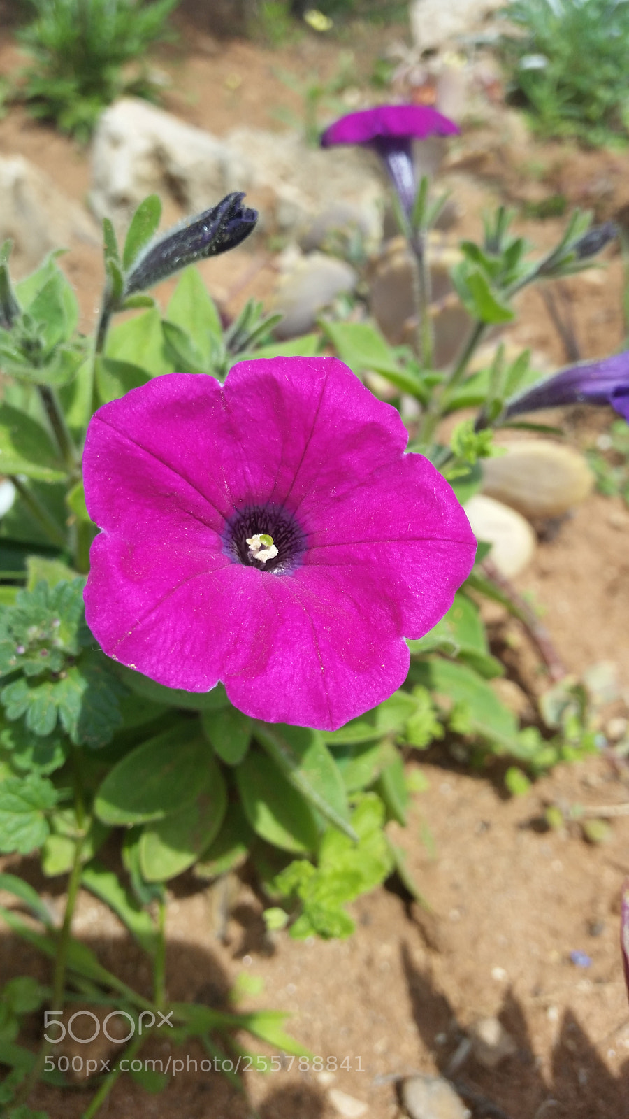 Samsung Galaxy S5 sample photo. Flowers++ in 500px.com photography