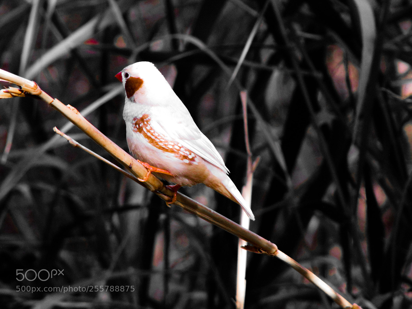 Canon PowerShot SX200 IS sample photo. Birdy photography