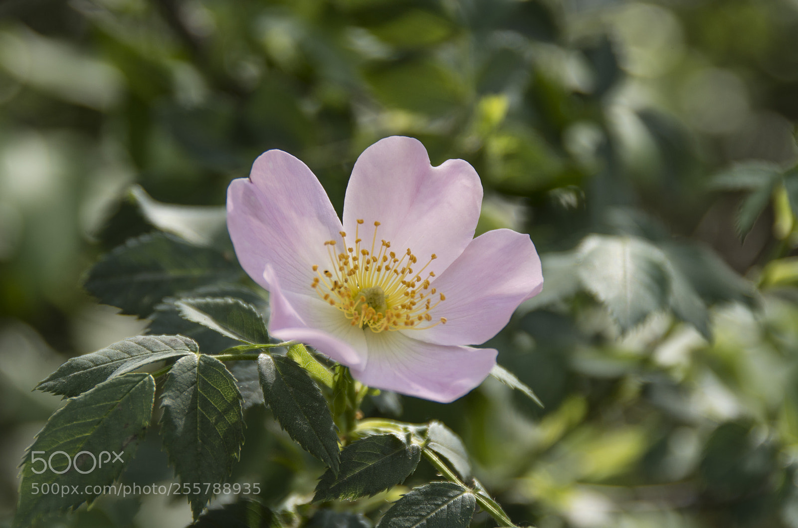 Pentax K-30 sample photo. Fiore di siepe photography