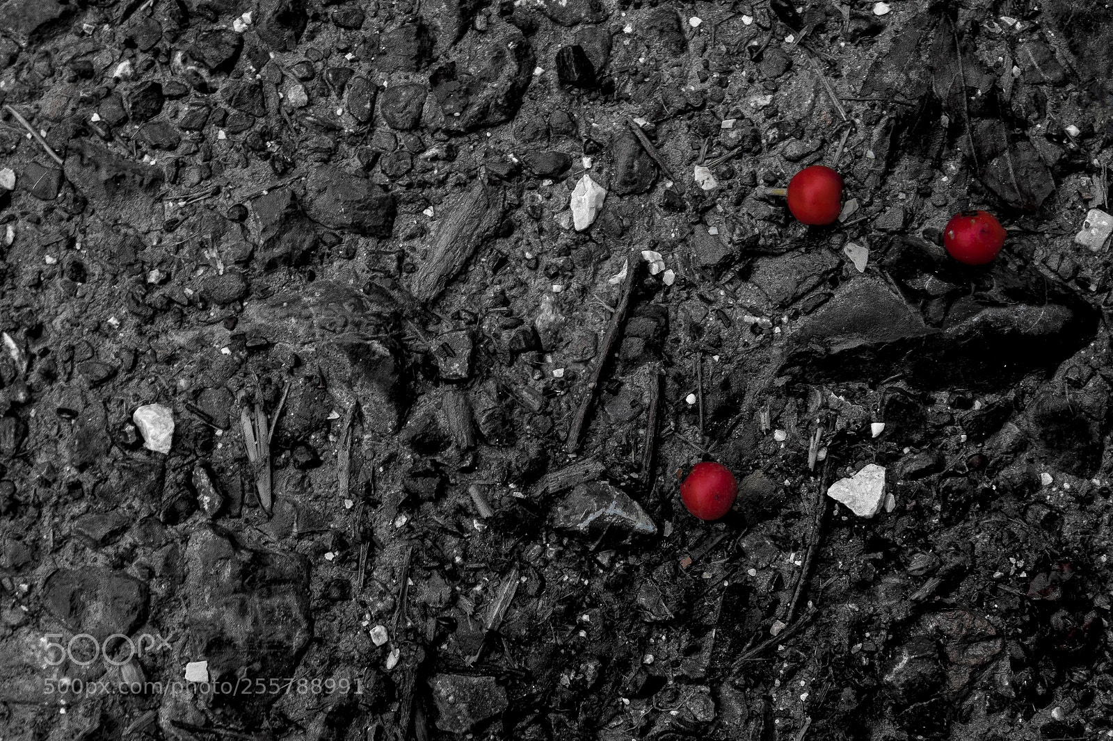 Sony Cyber-shot DSC-RX10 III sample photo. Bayas de acebo photography