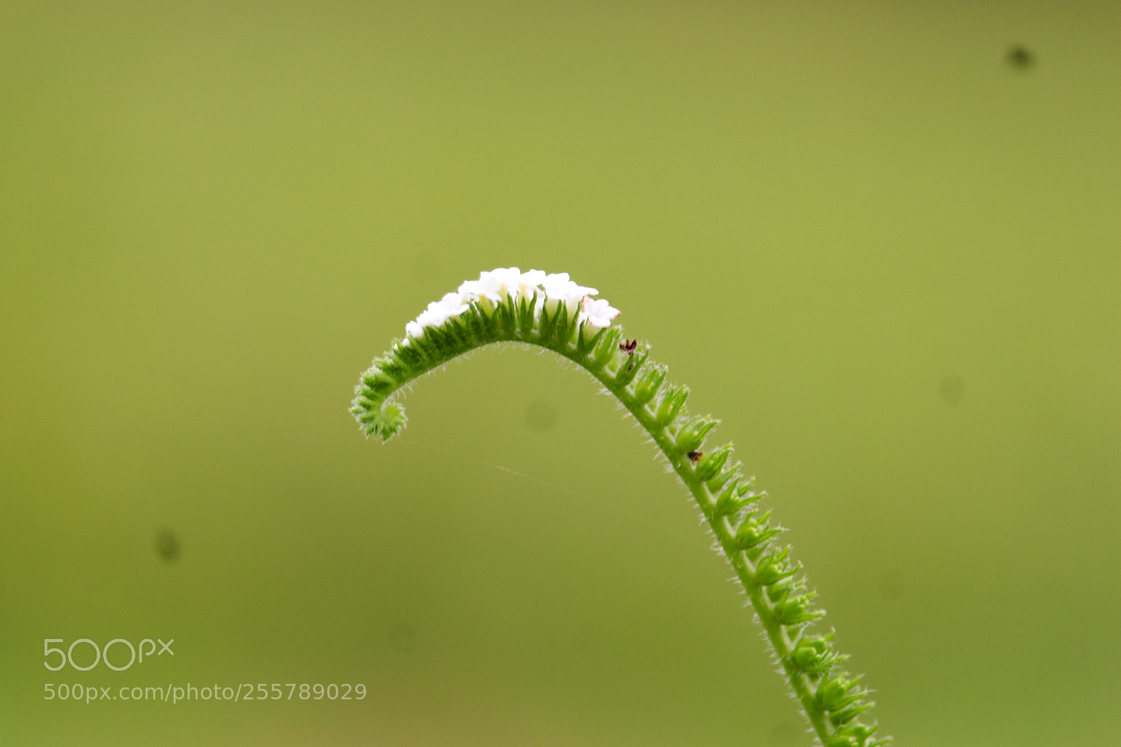 Canon EOS 700D (EOS Rebel T5i / EOS Kiss X7i) sample photo. Unknown flower photography