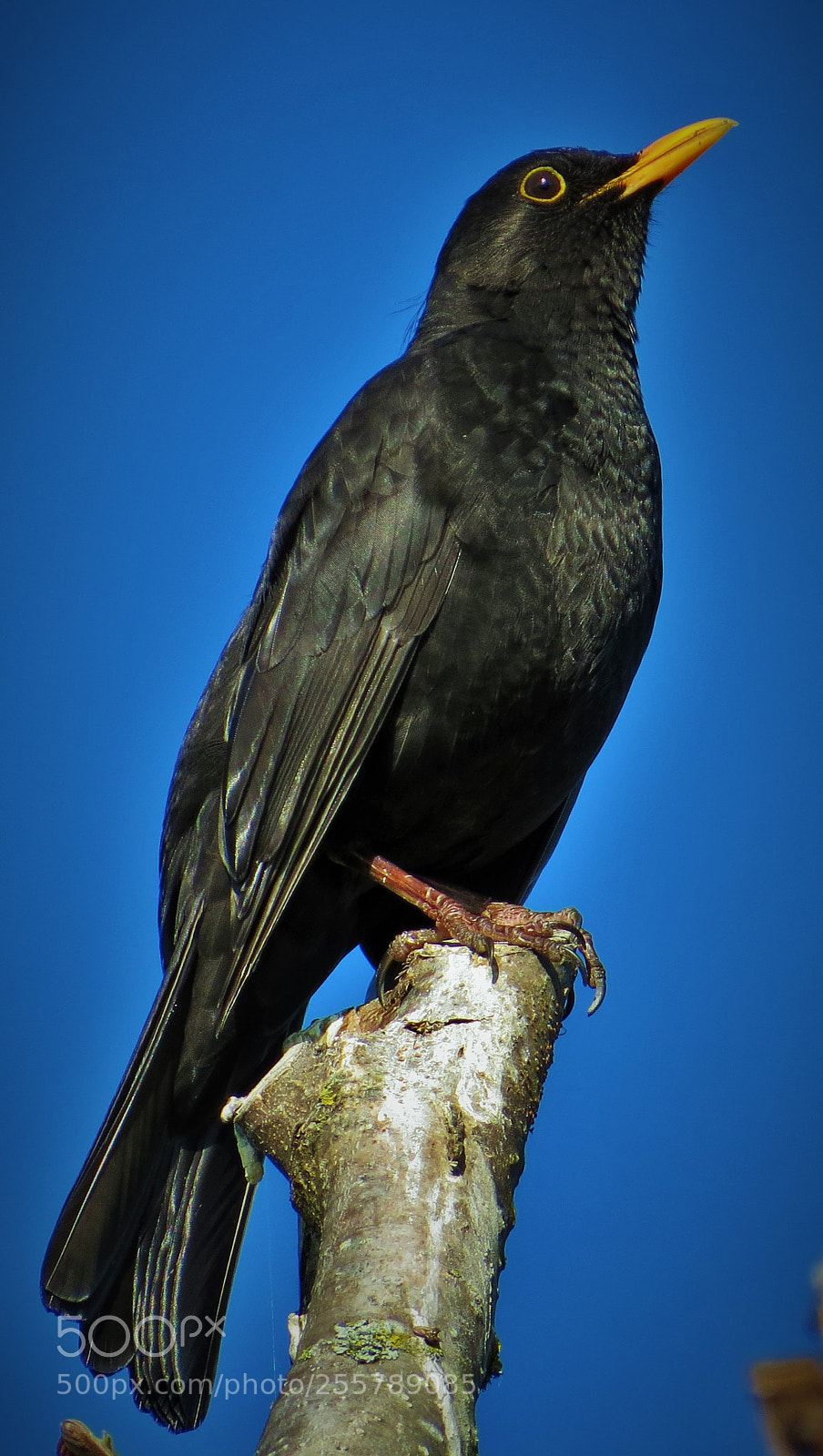 Canon PowerShot SX50 HS sample photo. Proud blackbird (...) photography