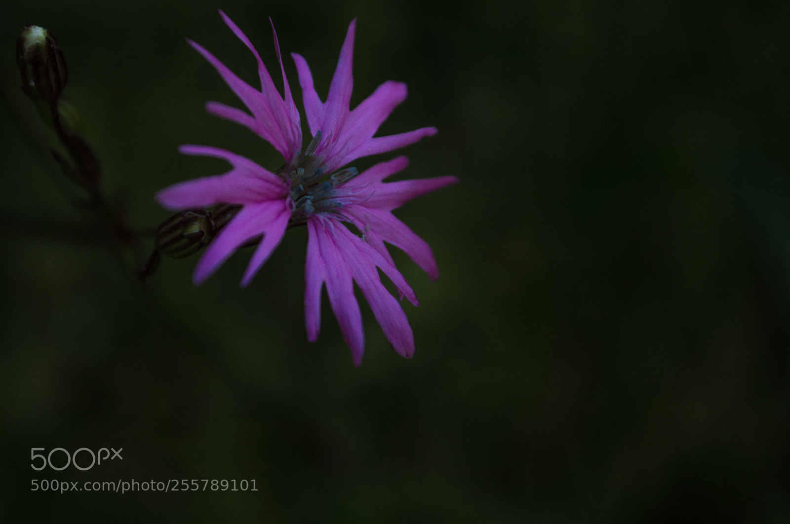 Nikon D3200 sample photo. In my garden photography