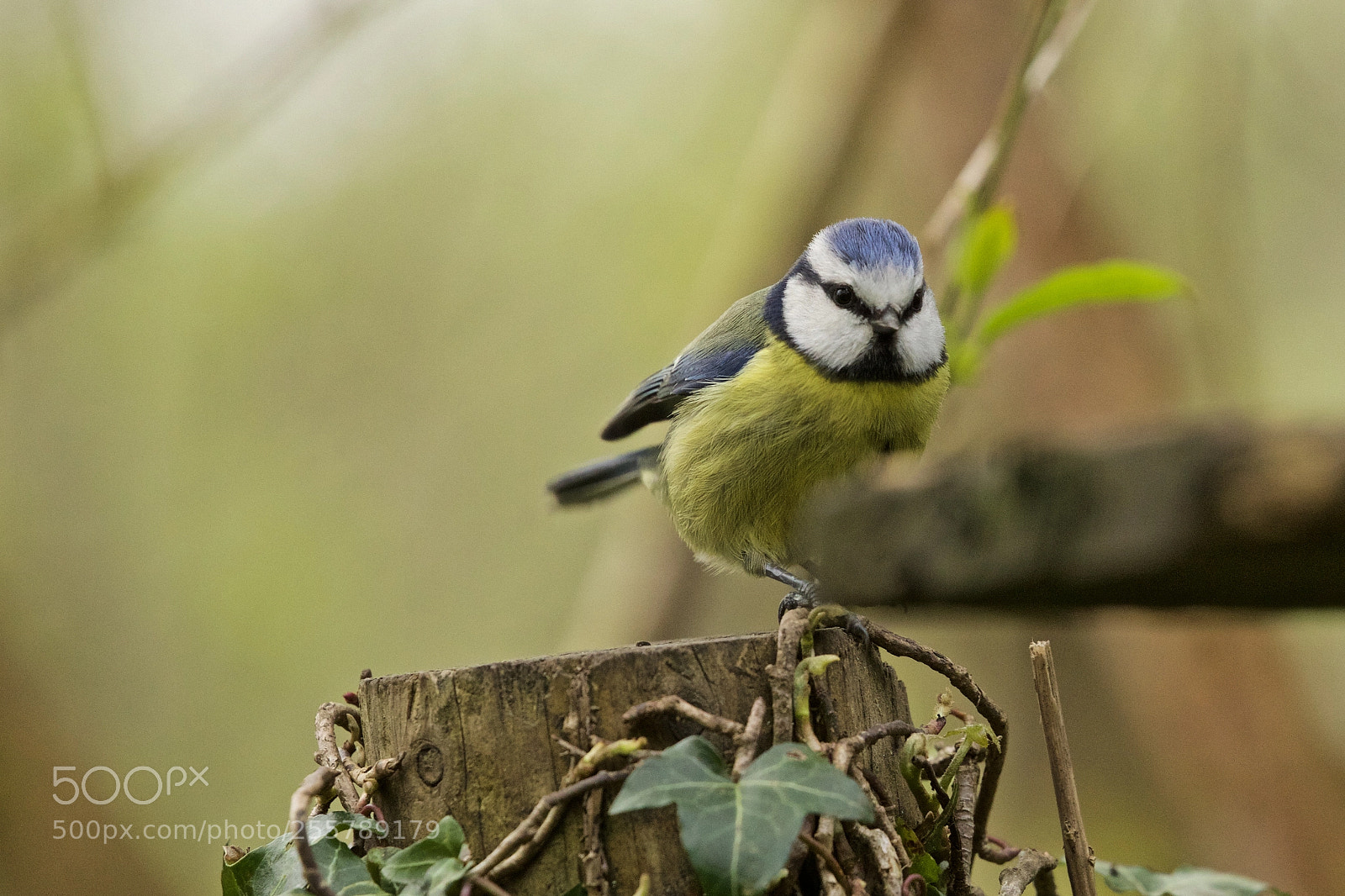 Canon EOS 5D Mark IV sample photo. Blue tit photography