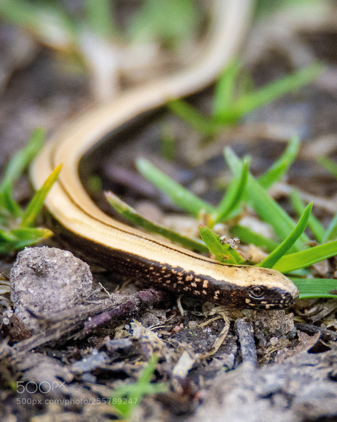 Nikon D7200 sample photo. Baby dragon photography