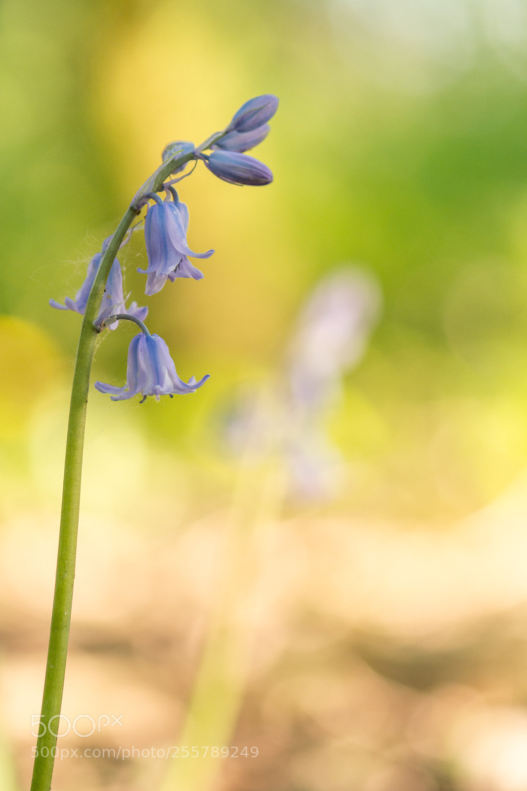 Nikon D5200 sample photo. In the shade photography