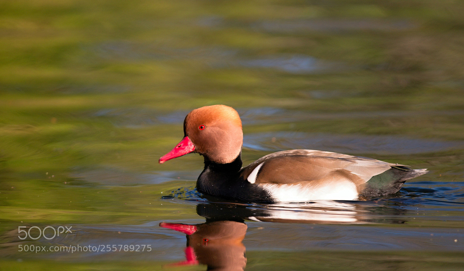 Nikon D610 sample photo. Red-crested pochard photography