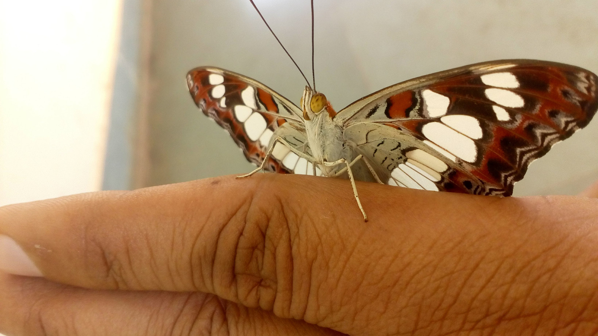 Motorola Moto E3 Power sample photo. Butterfly photography