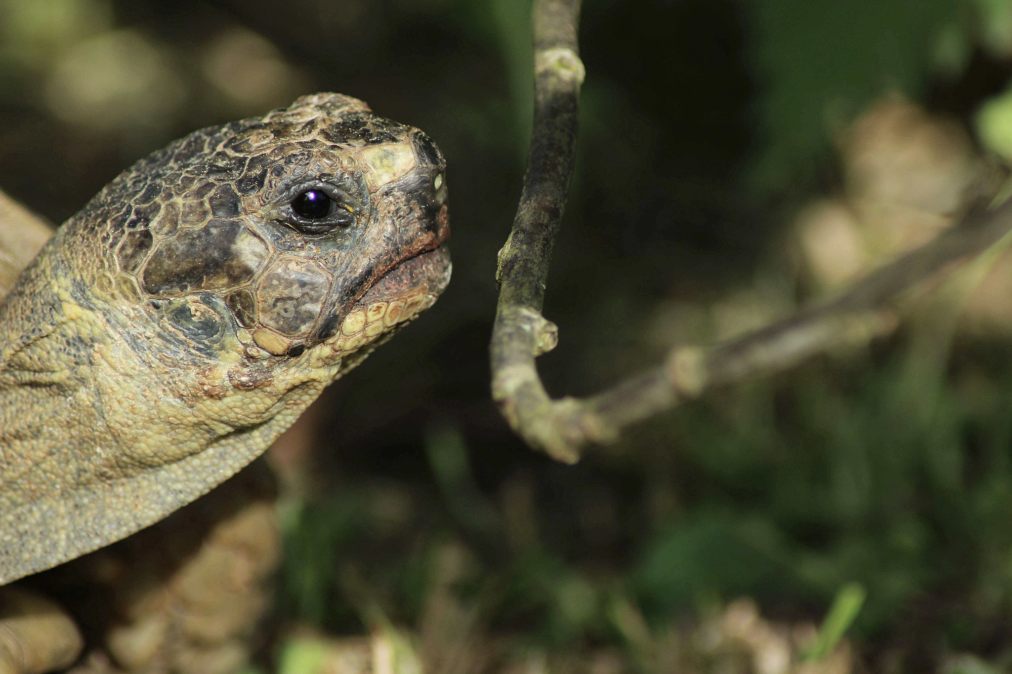 Canon EOS 600D (Rebel EOS T3i / EOS Kiss X5) sample photo. Turtle photography