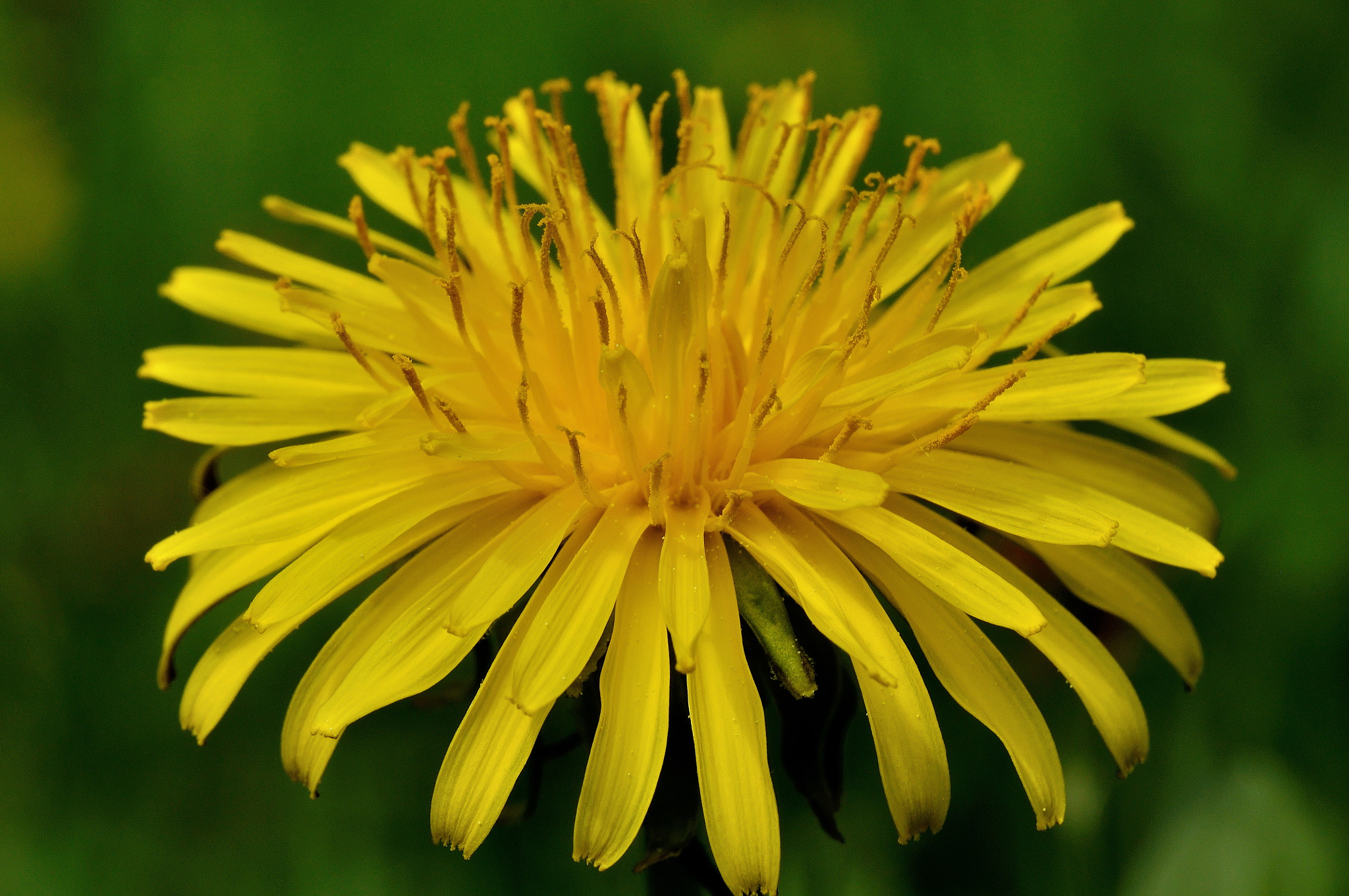 Nikon D5000 sample photo. Dandelion photography