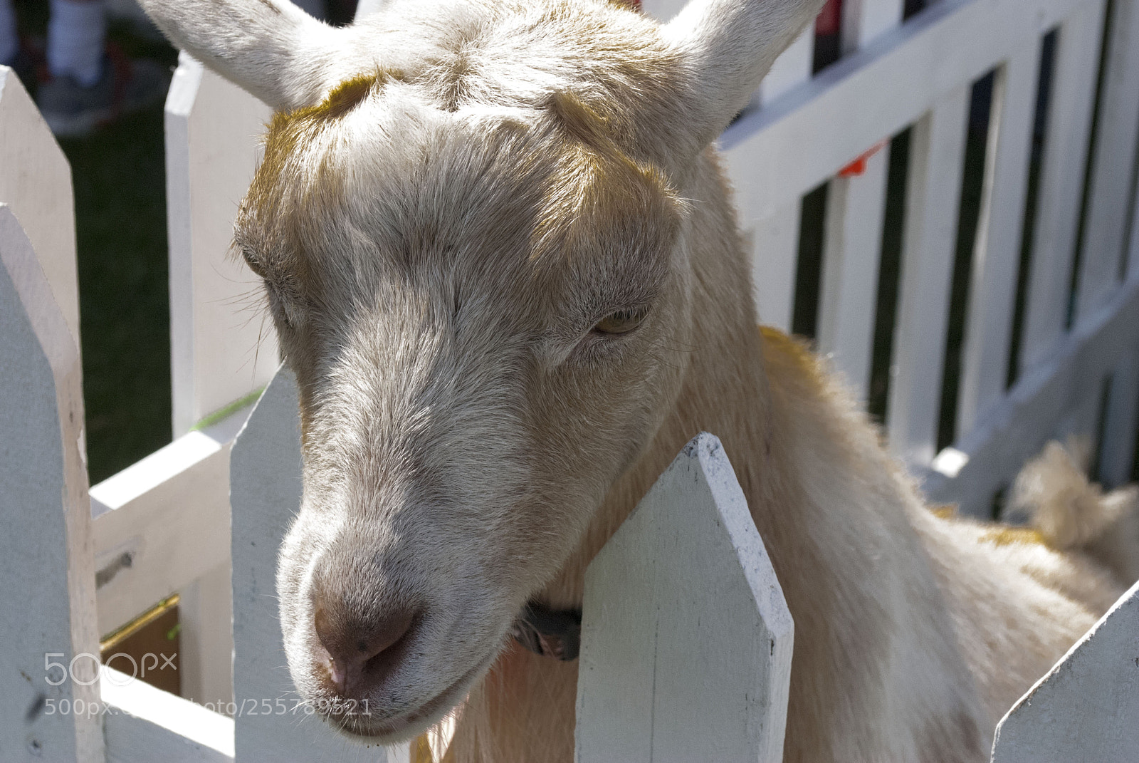 Nikon D80 sample photo. Goat photography