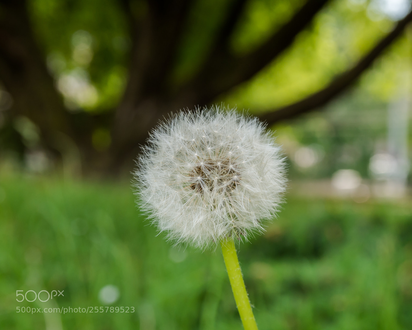 Pentax K-50 sample photo. Dandelion with a pose photography