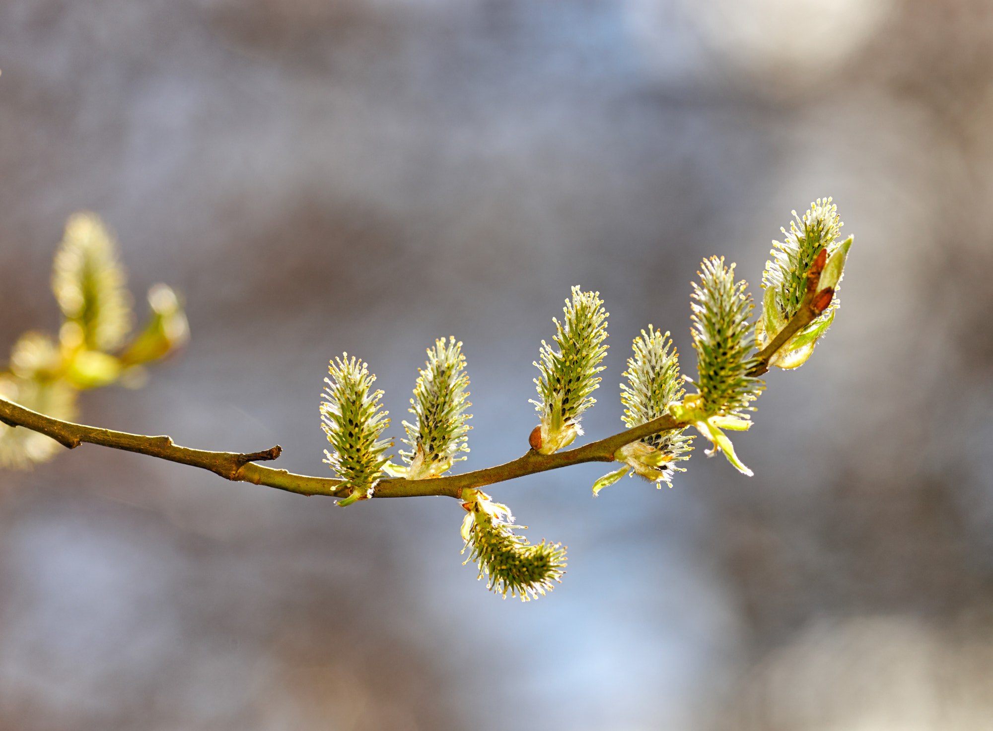 Sony a99 II sample photo. The spring time! photography