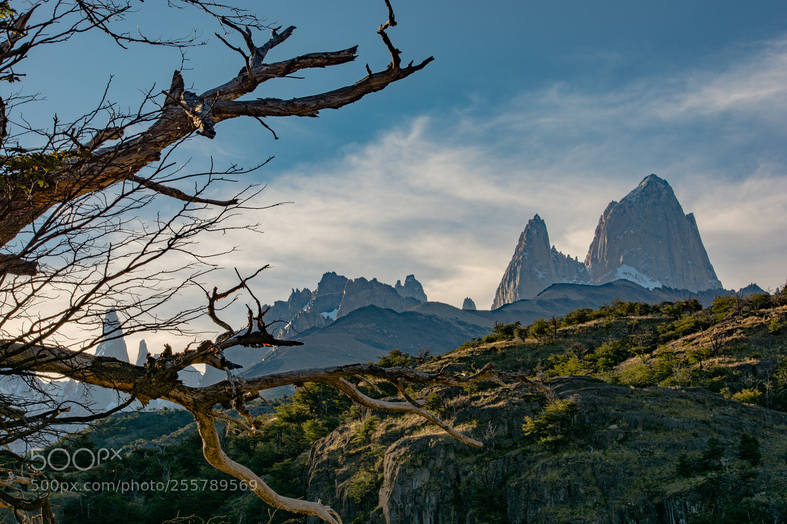 Nikon D7100 sample photo. El chalten tree photography