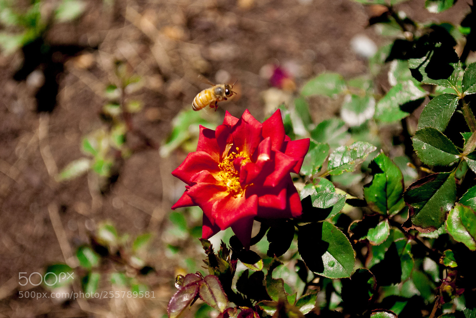 Nikon D80 sample photo. Bee photography