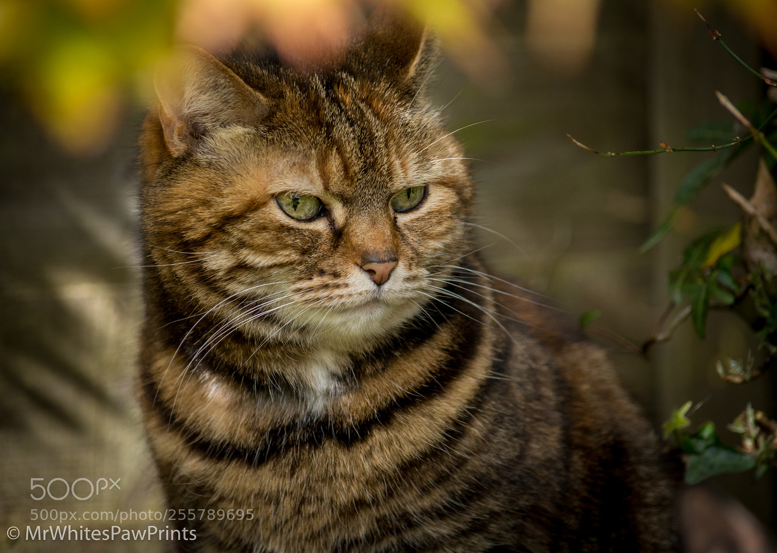 Nikon D7100 sample photo. Parsley photography