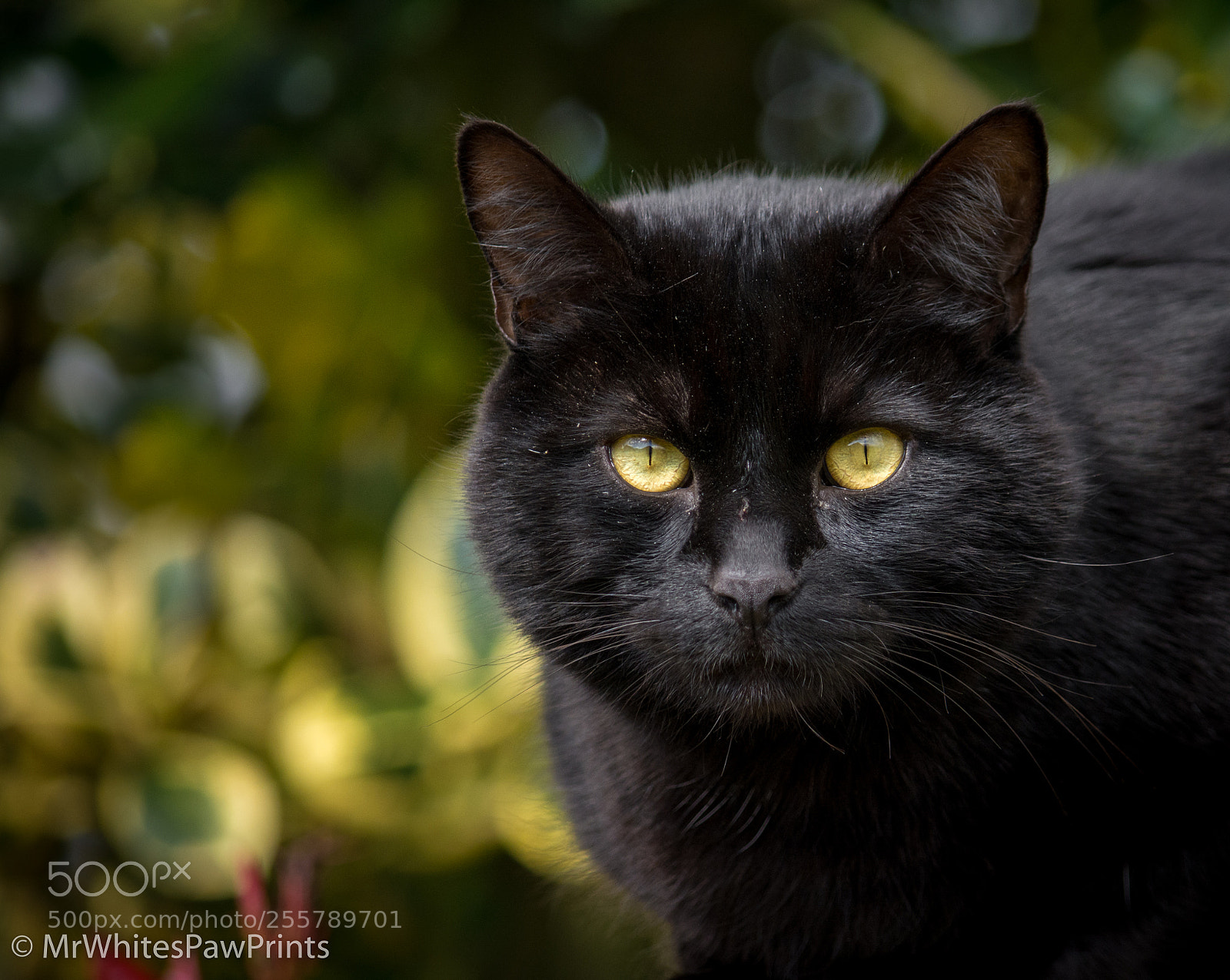 Nikon D7100 sample photo. Mr white photography