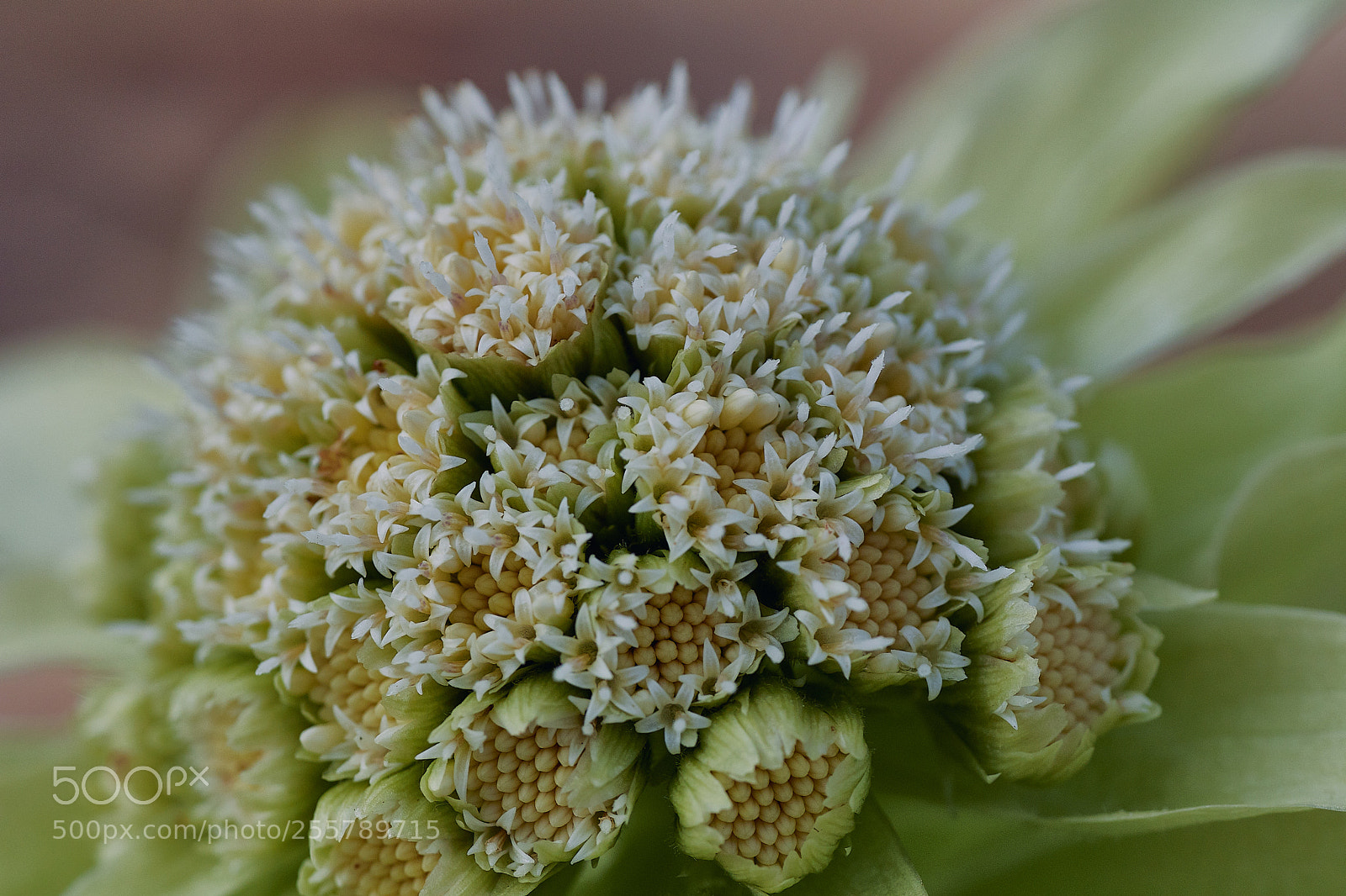 Canon EOS 80D sample photo. Japanese butterbur photography