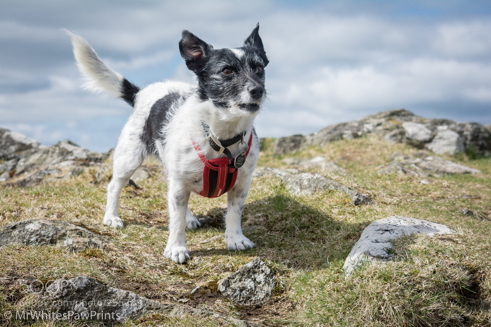 Nikon D7100 sample photo. Nibbler on cox tor photography