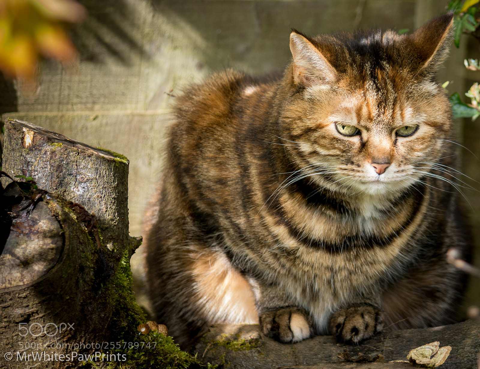 Nikon D7100 sample photo. Parsley photography