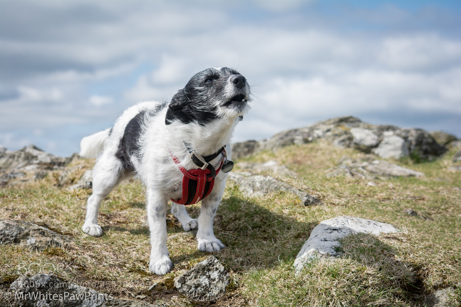 Nikon D7100 sample photo. Nibbler just about to photography