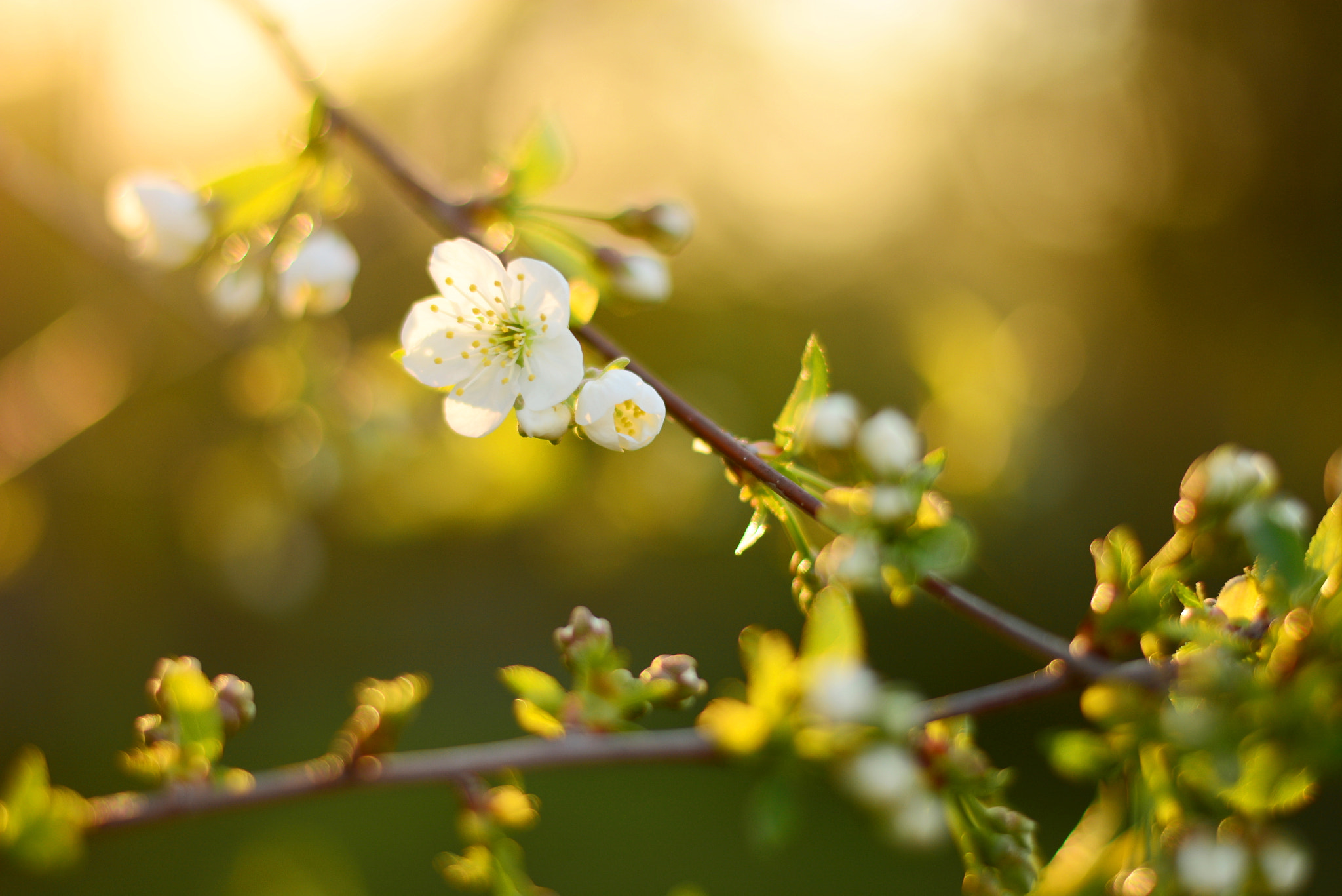 Nikon D7100 + Nikon AF-S Nikkor 50mm F1.8G sample photo. Springtime photography