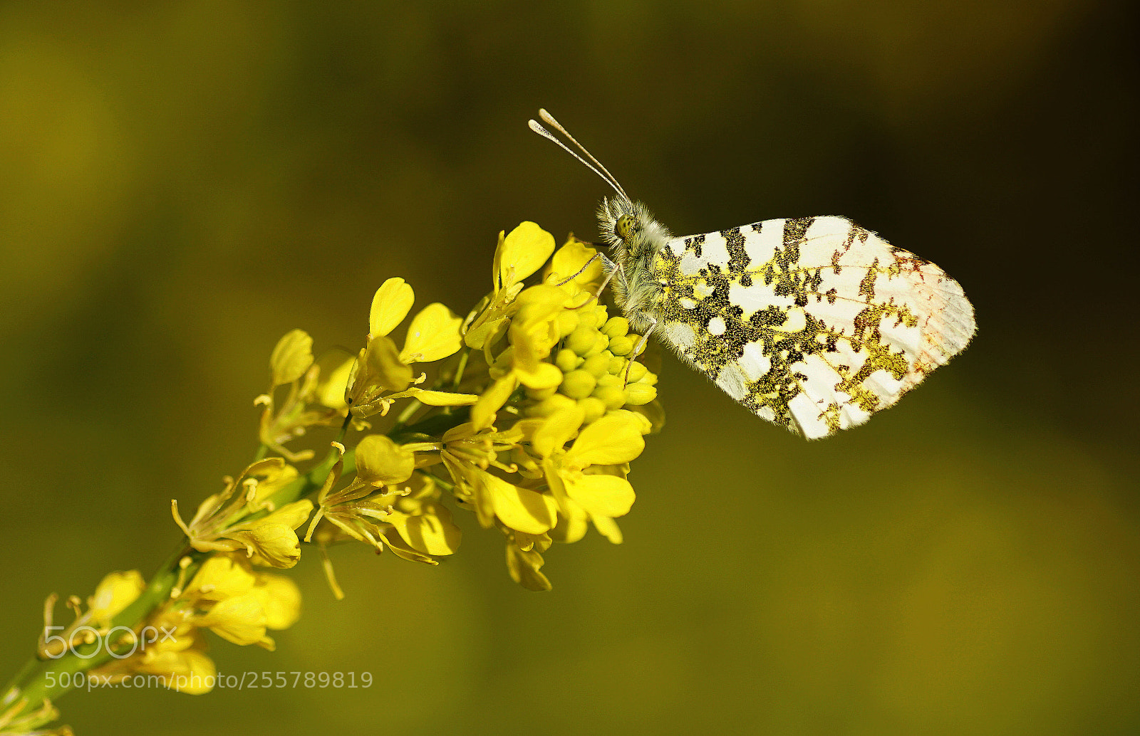 Sony a6000 sample photo. Yellow photography