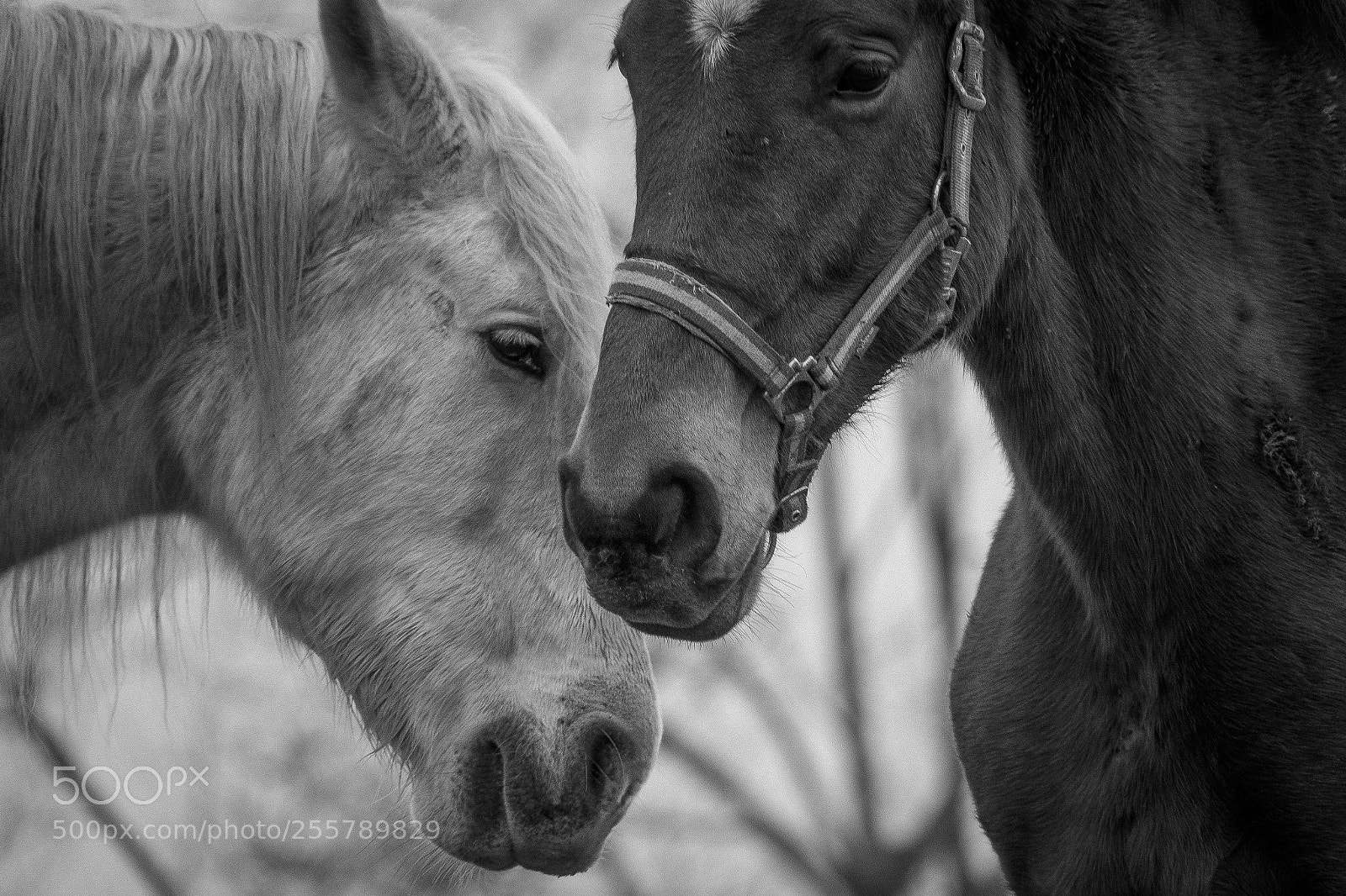 Sony Cyber-shot DSC-RX10 III sample photo. Caballos bn photography