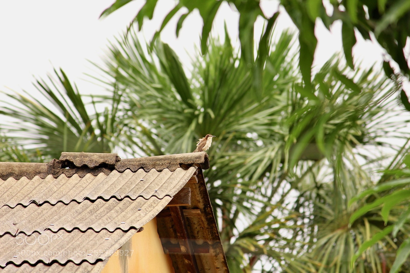 Canon EOS 700D (EOS Rebel T5i / EOS Kiss X7i) sample photo. Observing... photography