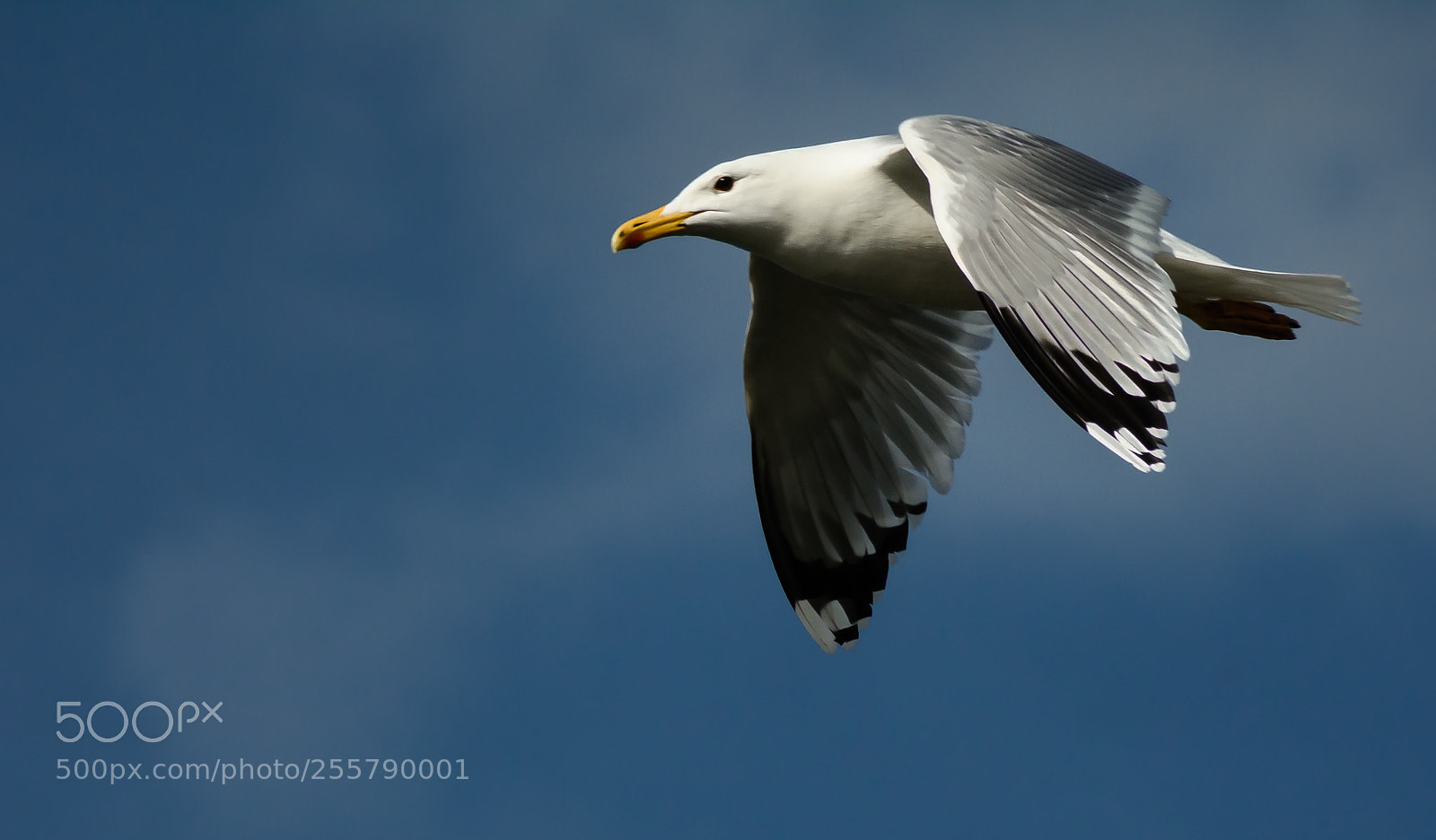 Nikon D5200 sample photo. A gull photography