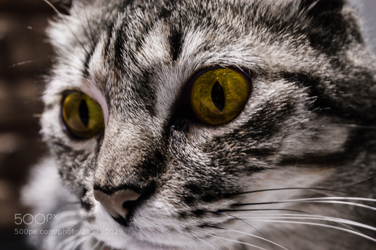 Nikon D3200 sample photo. Ojos photography