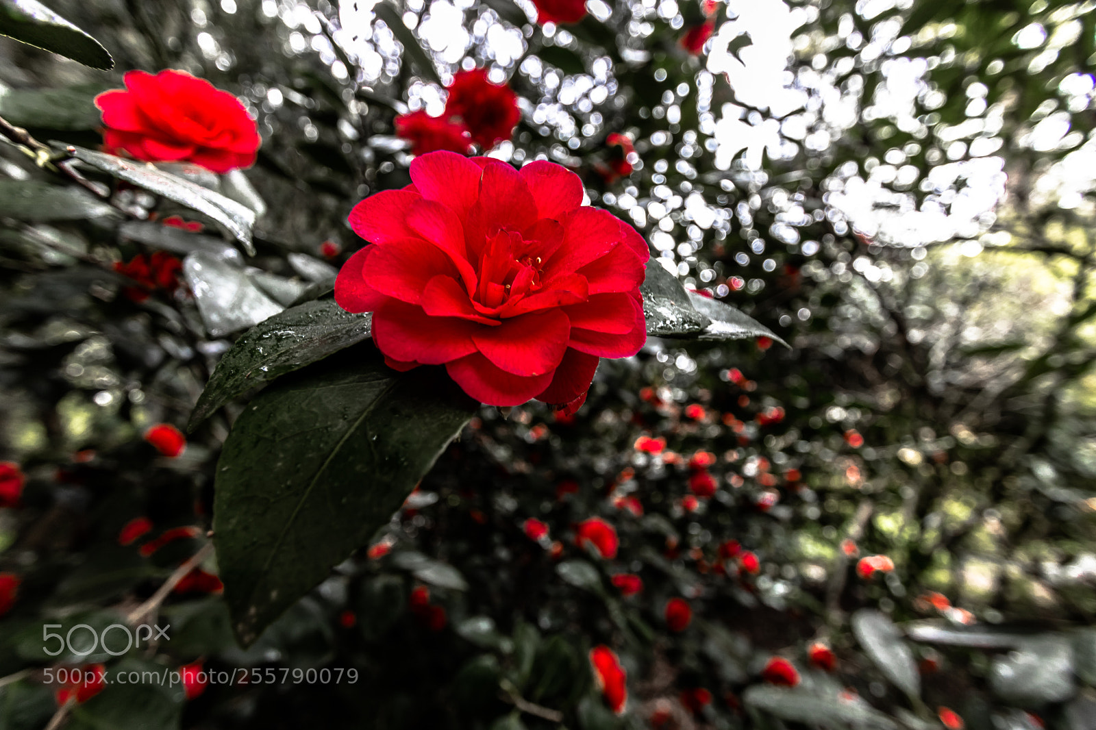 Canon EOS 80D sample photo. Red flower in hortus photography