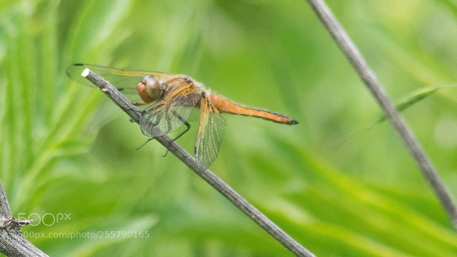 Nikon D3300 sample photo. A miniworld photography